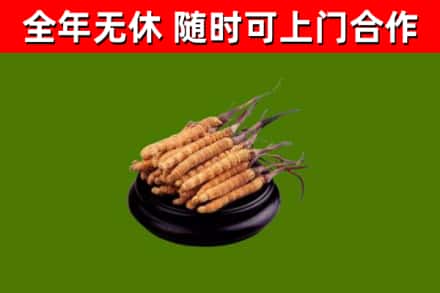 道外回收冬虫夏草