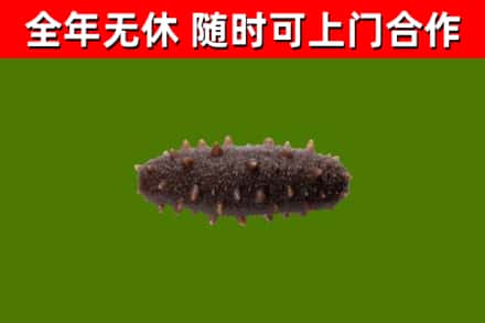道外回收海参干